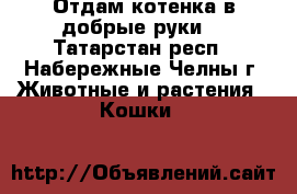 Отдам котенка в добрые руки. - Татарстан респ., Набережные Челны г. Животные и растения » Кошки   